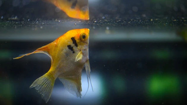 An orange fish in an aquarium