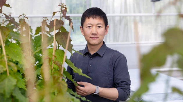 A man standing in front of a young aspen trees in a greenhouse looking into the camera.